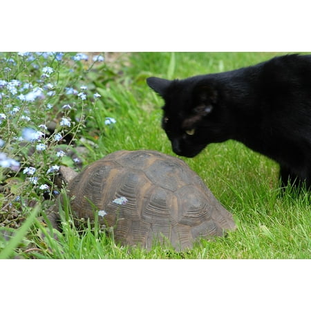 LAMINATED POSTER Feline Black Pet Tortoise Animal Cat Grass Poster Print 24 x