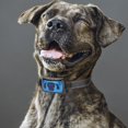 thumbnail image 1 of Anti Bark Collar, USB Charging Training Collar, Cats For Dogs Blue, 1 of 8