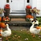 thumbnail image 4 of Decoración de Gansos para Halloween, Acción de Gracias, con Estaca de Calabaza para Jardín, para Fiesta En El Jardín, Adorno para Árbol de Navidad, Decoración para Exteriores, Expositor Enchufable., 4 of 6