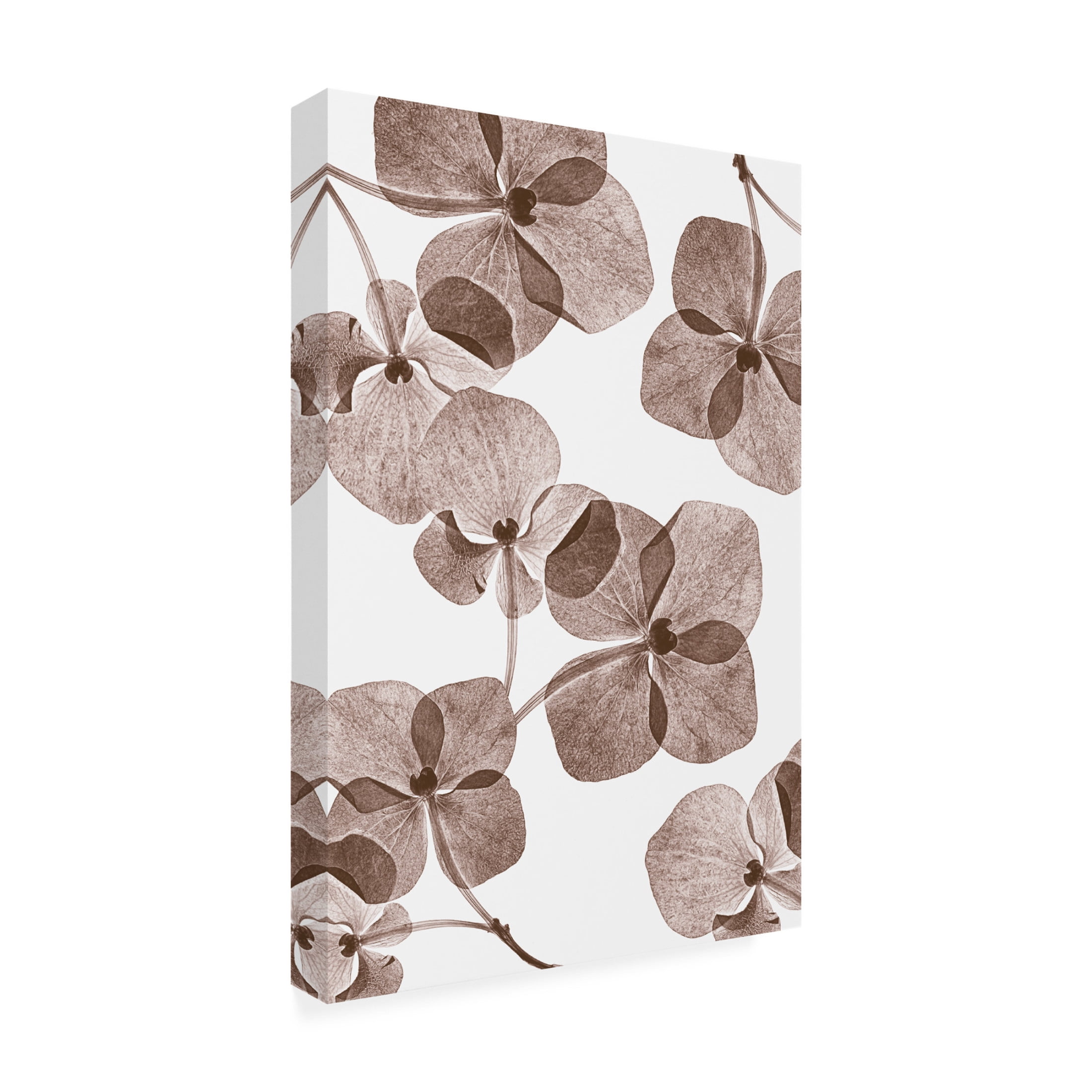 Trademark Fine Art Lenka Botanical 4 Canvas Wall Art