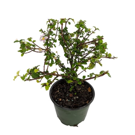 Singapore Miniature Holly Plant - Malpighia coccigera - Edible Fruit -  4" Pot