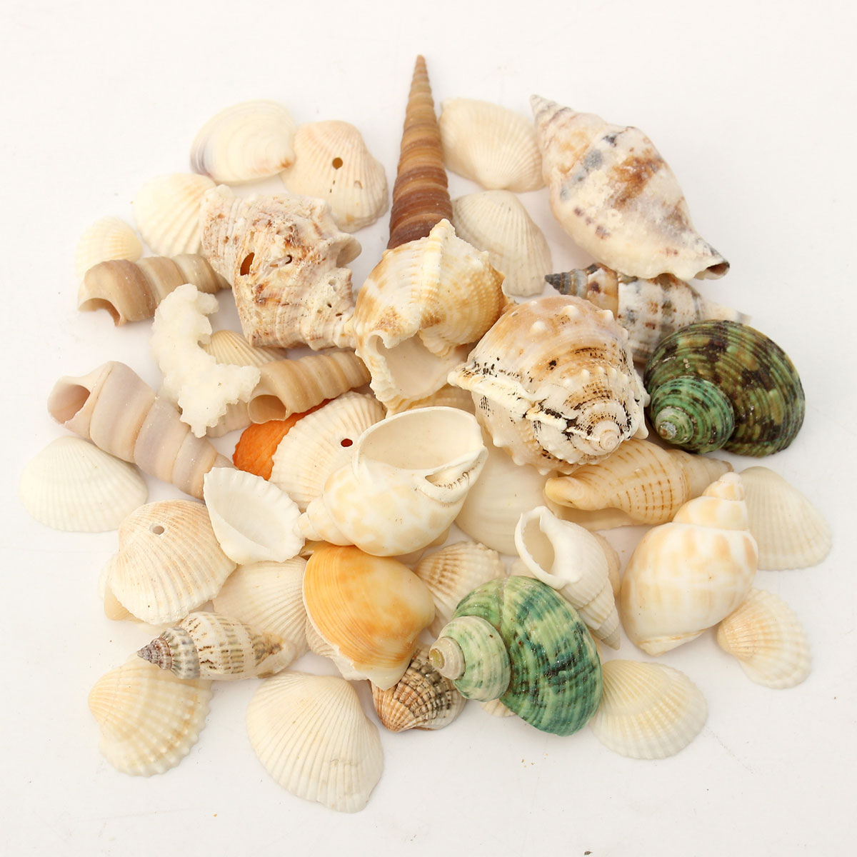 Natural Rare Real Sea Shell Conch Aquarium Beach Fish Tank Table Decor ...