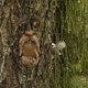 thumbnail image 5 of Billuyoard Marrón mano de obra fina cara de árbol de hombre viejo para decoración de caras de árbol novedad estación de alimentación de Suministros de alimentación y agua para mascotas, 5 of 6