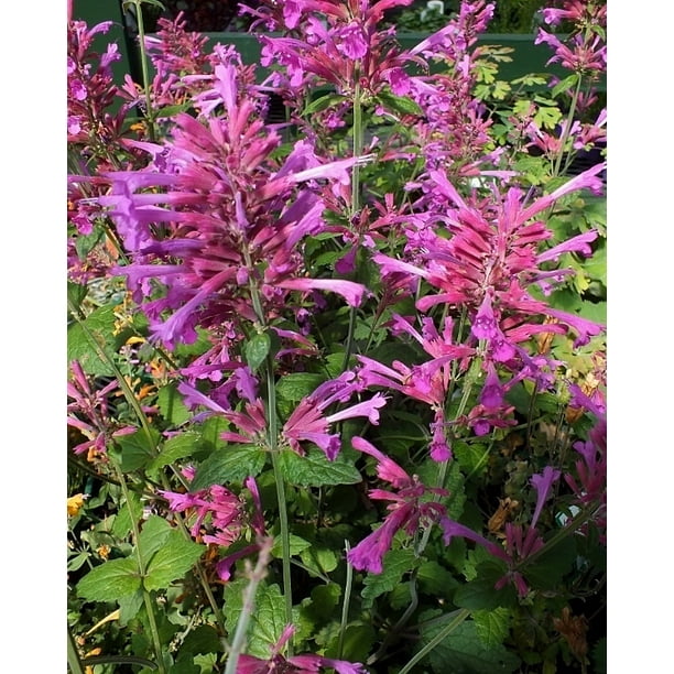 Bolero Anise Hyssop - Hummingbird Mint - Agastache - Perennial - Gallon ...