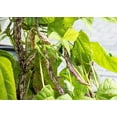 thumbnail image 6 of 50 Seeds DRAGON TONGUE Wax BEAN Yellow & Purple Dragon's Tongue Phaseolus Vulgaris Legume Vegetable Seeds, 6 of 8