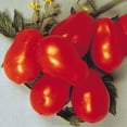 thumbnail image 4 of La Roma Tomato Plant | Easy Garden Vegetable Start | 6in. Grow Pot; Full Sun | Altman Plants, 4 of 5