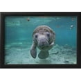 thumbnail image 2 of Portrait of a West Indian Manatee or Sea Cow in Crystal River, Three Sisters Spring, Florida, Framed Art Print Wall Art by Karine Aigner Sold by Art.Com, 2 of 6