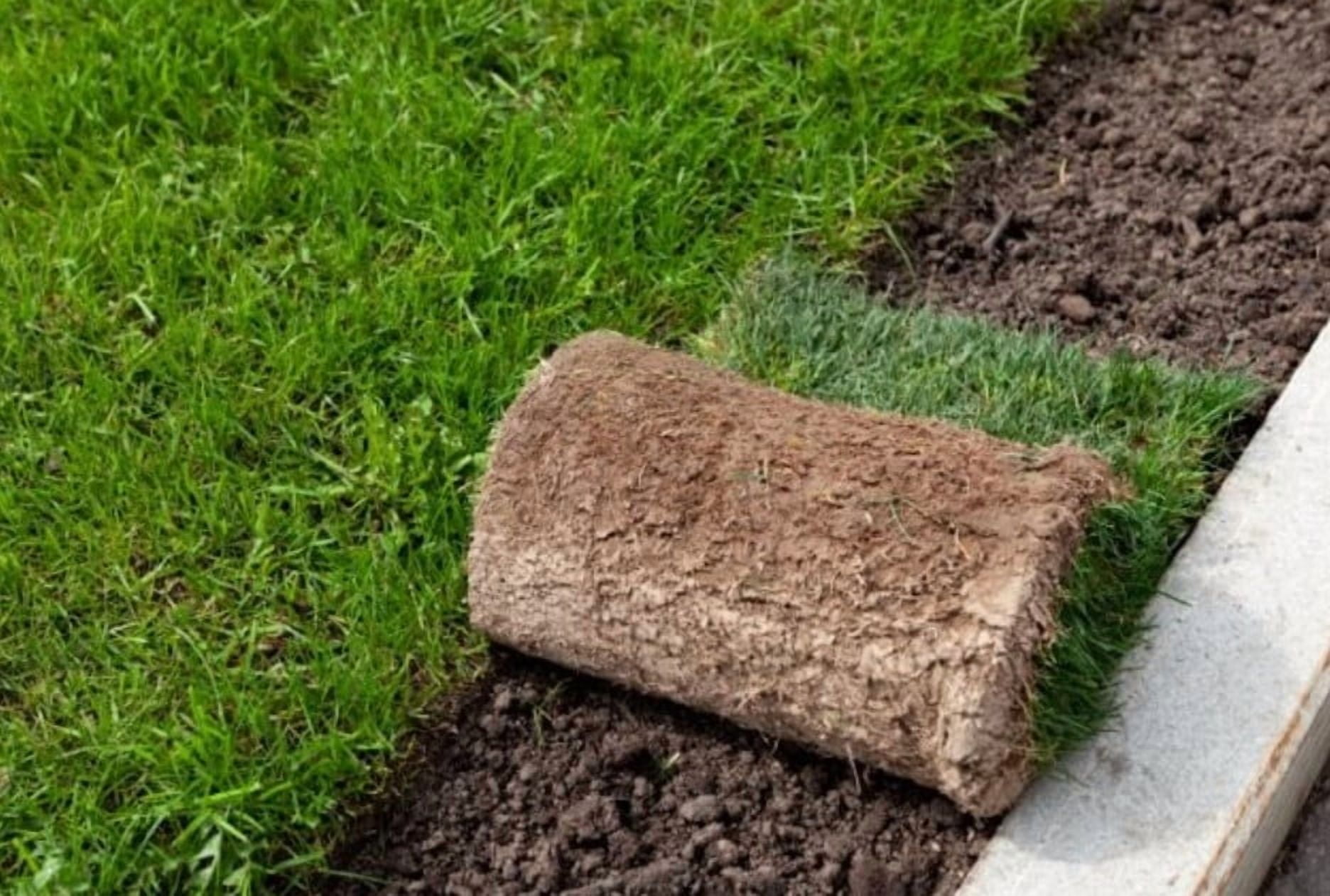 20,000 Emerald Zoysia Grass Seeds - Zoysia 'Emerald' - Lawn Grass