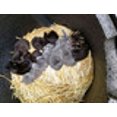 thumbnail image 4 of The Kitty Tube Maison pour Chat Isolée avec Paille d'Avoine, 4 of 9