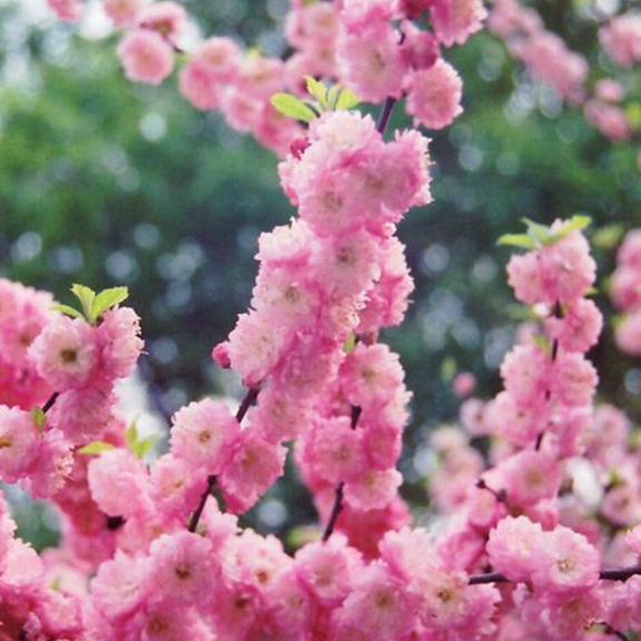 Pink Flowering Almond Plant, Dormant Live Plant for Borders and Pathways, 8–10'' Height