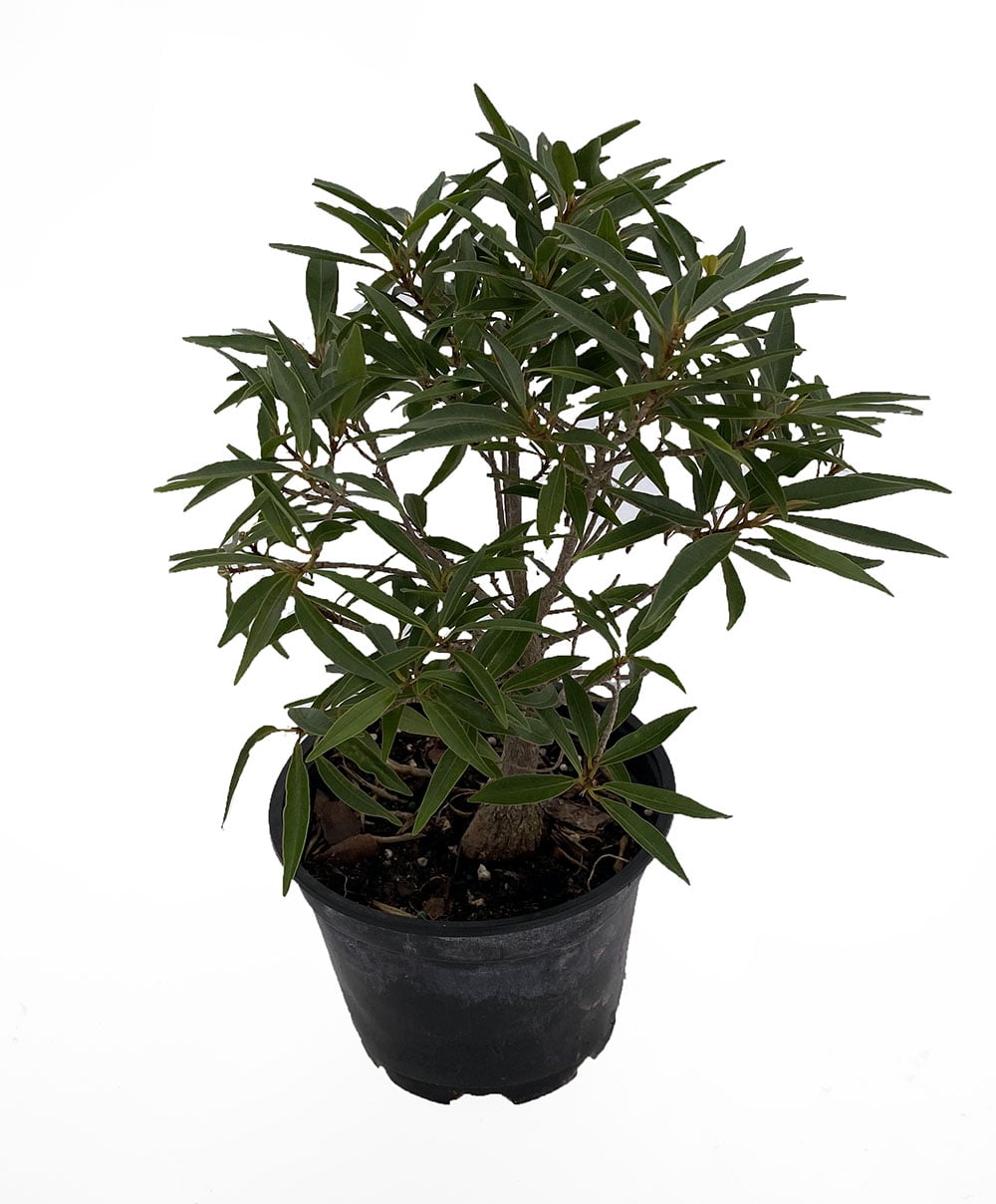 Bamboo Leaf Weeping Fig Tree Bonsai/House Plant Ficus nerifolia 6