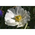 250 PERSIAN WHITE POPPY Papaver Somniferum Flower Seeds - Walmart.com