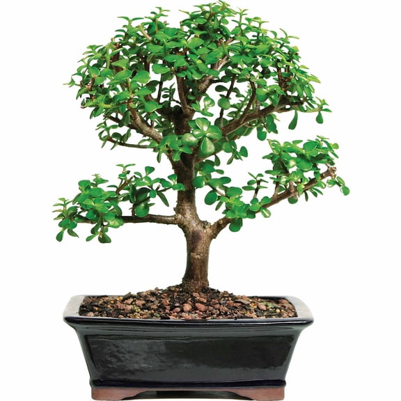 Brussel's Jade Bonsai - Large - (Indoor)