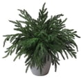 thumbnail image 2 of TETOU 12pcs Christmas Norfolk Pine Branches Artificial Norfolk Pine Stem DIY Wreaths Home Decor, 2 of 7