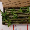 Mixed Chaya Cuttings Sm. USPS flatrate box FULL 1215 plants