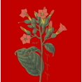 thumbnail image 5 of Grow Positive Cigar Plant Red Men's Crew Neck Short Sleeve Tee-3XL, 5 of 6