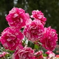 thumbnail image 4 of Heirloom Roses Rose Bush - Parade Day™ Grandiflora , Live Rose Plant, 4 of 5
