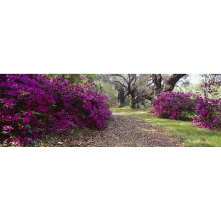 Flowers in Magnolia Plantation and Gardens, Charleston, South Carolina, USA Print Wall (Best Flowers For South Carolina)