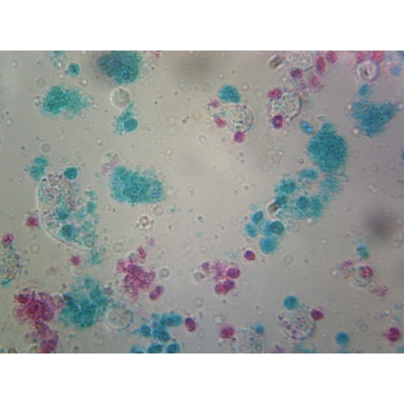 Chlamydomonas Flagella; Unicellular Biflagellate Algae; Whole-mount; FS&FG Stain by Go Science Crazy