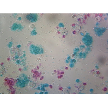 Chlamydomonas Flagella; Unicellular Biflagellate Algae; Whole-mount; FS&FG Stain by Go Science Crazy price history on PriceWatchPro