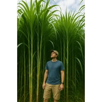 Privacy Grass for Blocking The View - Gets 10 Feet Tall Fast - Change The View - Approx 1,000 Seeds to Plant