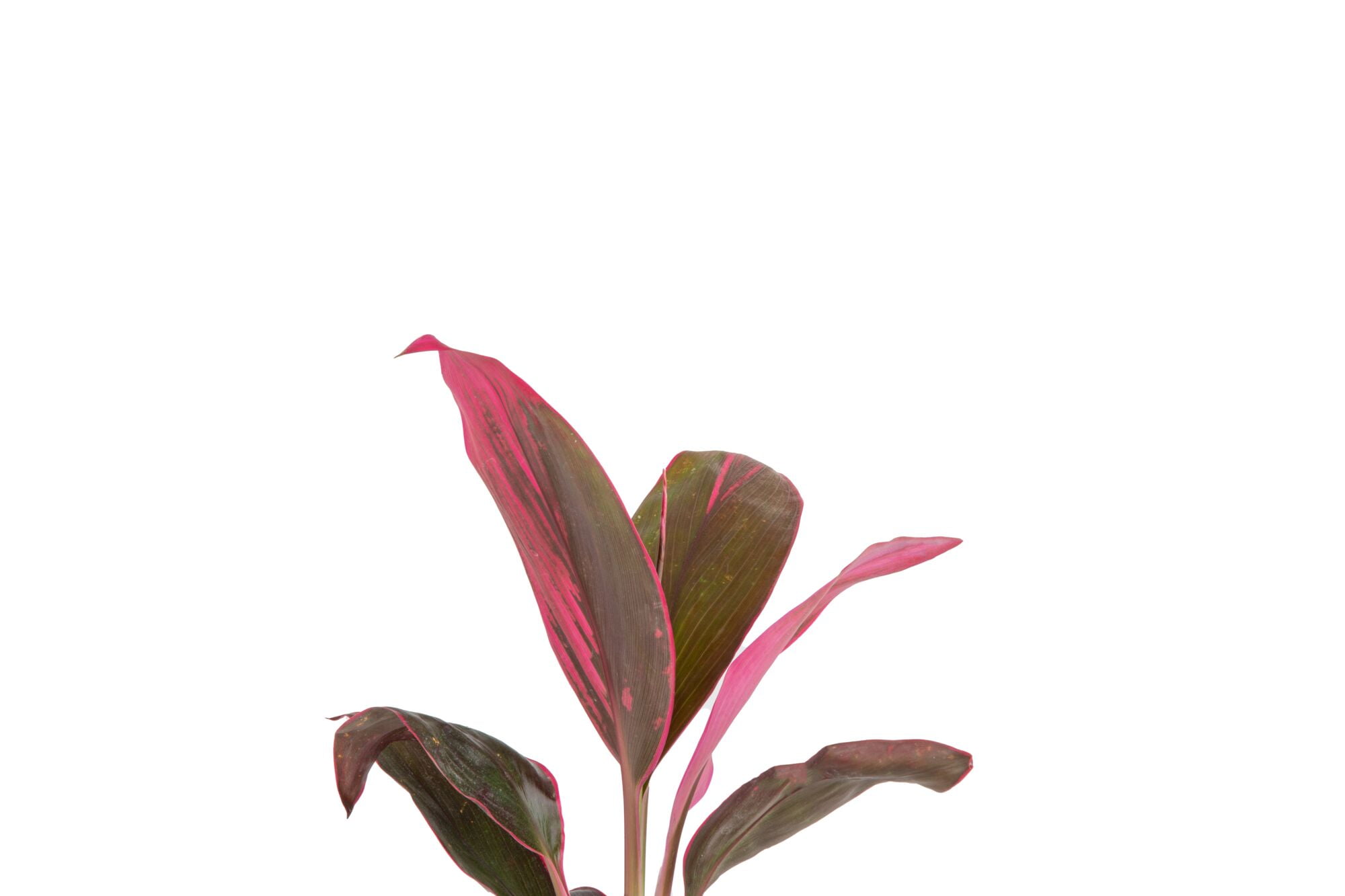 Expert Gardener Costa Farms Cordyline Live Outdoor Plant in 2 Gallon Grower Pot – Full Sun