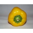 thumbnail image 4 of Golden California Wonder Bell Pepper/Perennial/Full Sun/500 Seeds 1/8 oz/Zellajake Farm and Garden - B259, 4 of 5