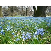 Siberian Squill 50 Bulbs