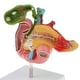thumbnail image 5 of Modelo de Disección de Órganos Patológicos de Tamaño Natural Herramienta para Exhibición Escolar Sunnimix Estatua del duodeno humano, 5 of 8