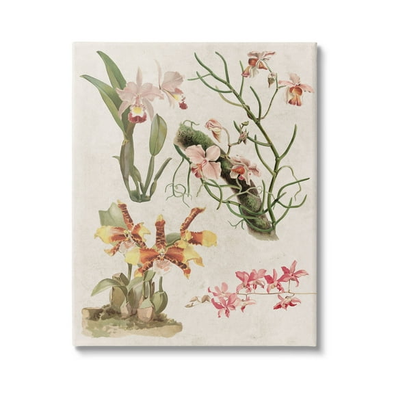 Stupell Vintage Studies Varied Flora Botanical & Floral Painting Gallery Wrapped Canvas Print Wall Art