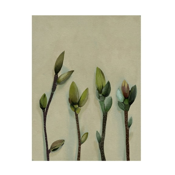 Trademark Fine Art Katie O'Shea Buds II Canvas Wall Art