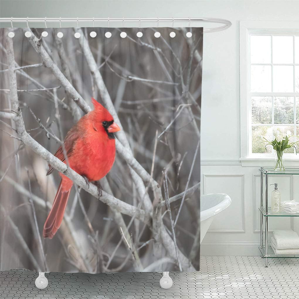 SUTTOM Red Snow Northern Cardinal in Winter Tree Birds Canada Shower