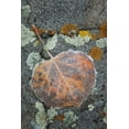 thumbnail image 2 of Grall, Don 11x14 White Modern Wood Framed Museum Art Print Titled - Colorado, Uncompahgre NF Rindrops on aspen leaf, 2 of 4