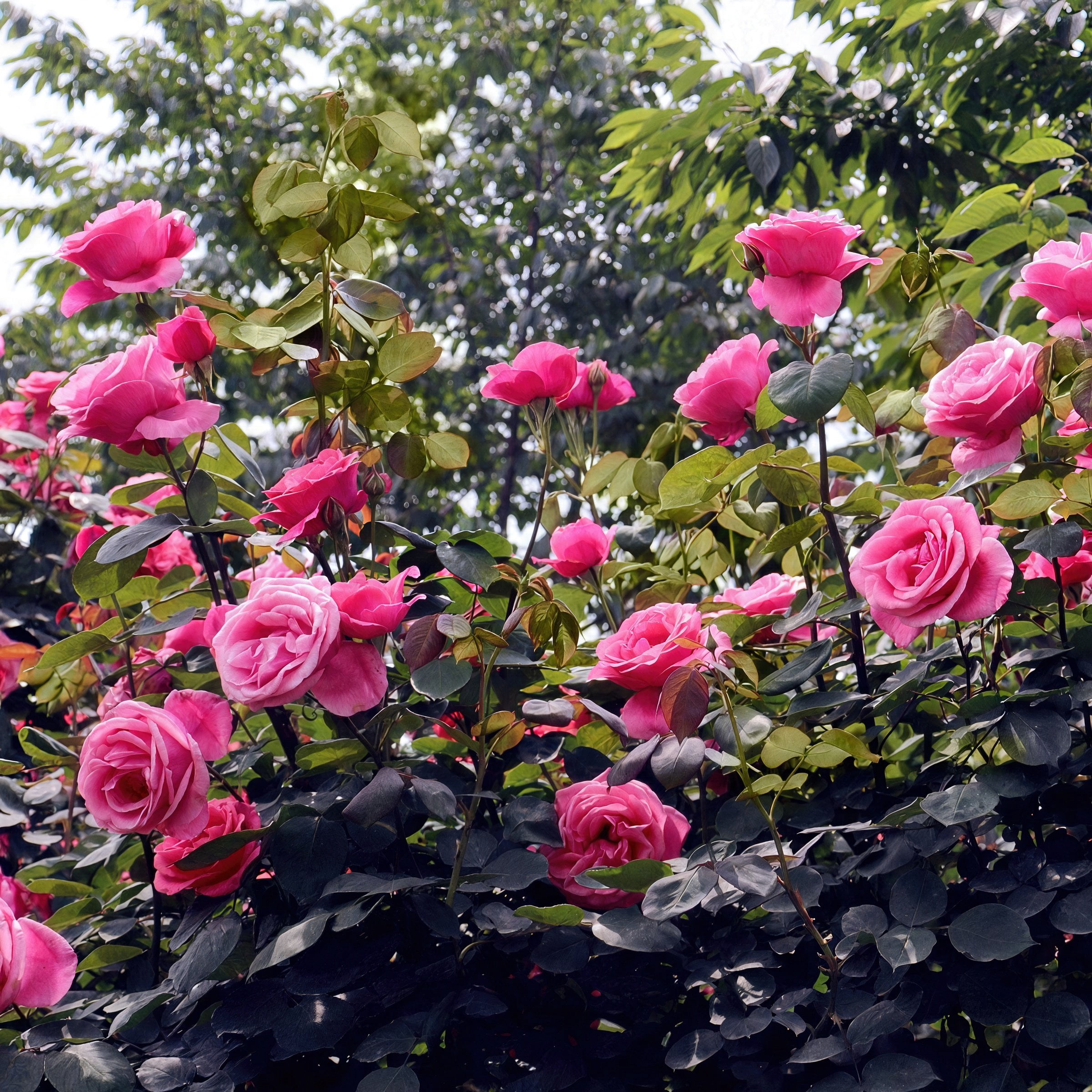 Bare Root Curly Pink Rose with Pink Flowers (2-Pack)