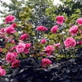 thumbnail image 5 of Bare Root Curly Pink Rose with Pink Flowers (2-Pack), 5 of 9