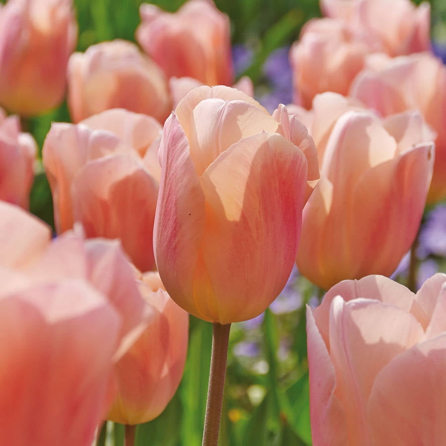 Van Zyverden Tulips Apricot Beauty Set of 12 Bulbs Pink Part Sun
