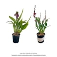 thumbnail image 1 of Planta varios modelos 1 pieza, 1 of 4