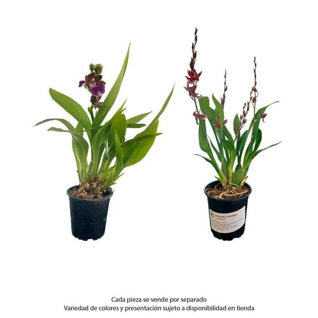 Planta varios modelos 1 pieza