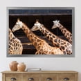 thumbnail image 3 of Designart 'Portrait Of Three Giraffes Running' Farmhouse Framed Art Print, 3 of 4
