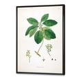 thumbnail image 3 of Designart 'Ancient Botanicals V' Farmhouse Framed Canvas Wall Art Print, 3 of 5