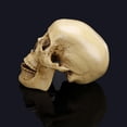 thumbnail image 4 of Modelo de Calavera Cabeza Humana Resina Arte Modelo Decoración Amarillo, 4 of 9