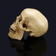 thumbnail image 4 of Modelo de Resina de Cráneo Humano Blanco Ornamento de Esqueleto de Enseñanza Anatómica, 4 of 9