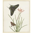 thumbnail image 2 of Paulus Knogh 15x17 Gold Ornate Wood Frame and Double Matted Museum Art Print Titled - Two Butterflies by a Lily (1747 - 1802), 2 of 4