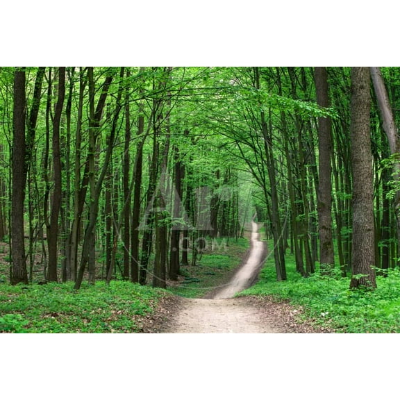 Beautiful Green Forest, Unframed Photographic Print Wall Art by Ruslan Ivantsov Sold by Art.Com