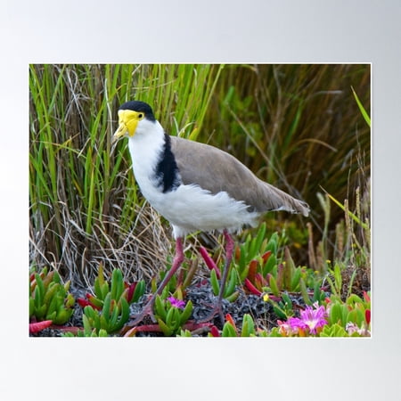 Lapwing ~ Masked Lapwing (Race Novaehollandiae) J9Zpz26U By David Irwin Poster Wall Art, Modern Wall Decor For Living Room Bedroom, 8x12 UNFRAMED