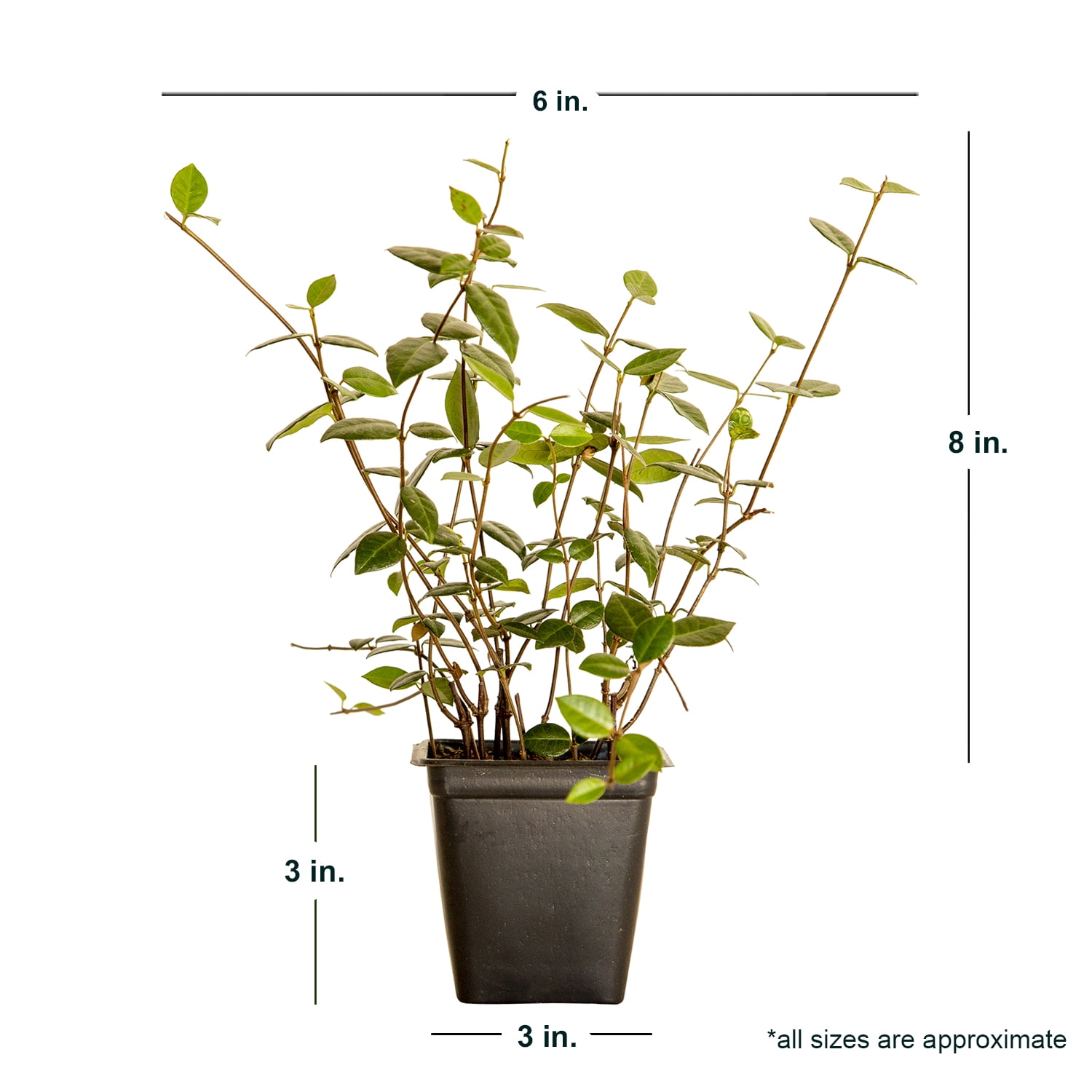 Expert Gardener Asiatic Jasmine - 18 Pack (3.25 In. Pots