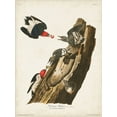 thumbnail image 2 of Audubon, John James 12x14 Gold Ornate Wood Framed with Double Matting Museum Art Print Titled - Pl. 27 Red-headed Woodpecker, 2 of 4