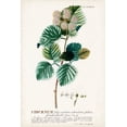 thumbnail image 2 of Unknown 17x24 White Modern Wood Framed Museum Art Print Titled - Alluring Botamical IX, 2 of 4