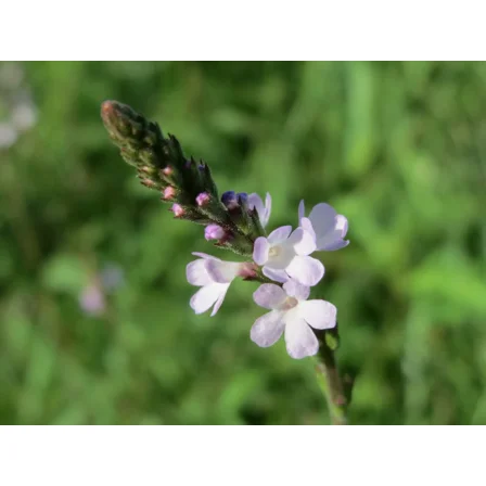 100 True Vervain Seeds - Verbena officinalis - Lovely Flower!