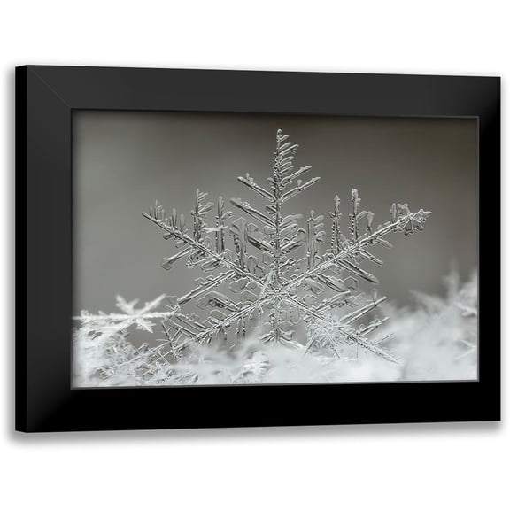 Naidandorj, Tsolmon 14x11 Black Modern Framed Museum Art Print Titled - Snowflake